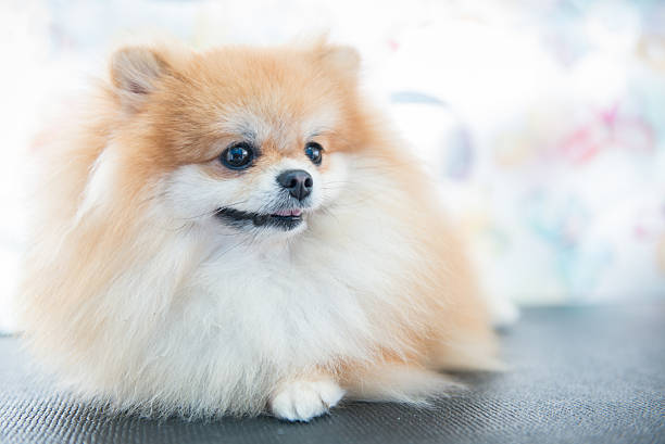 istock cute brown pomeranian dog 486285672