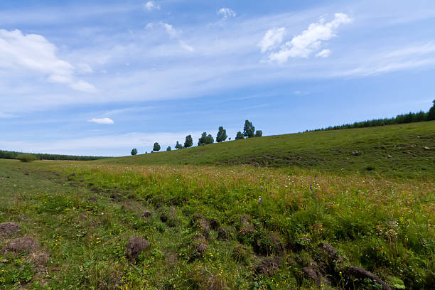 istock beautiful grassland landscape in summer 486285933