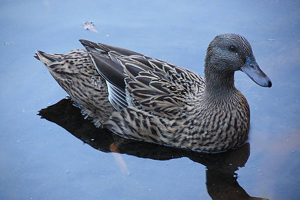 istock Duck swimming in a lake 486286351