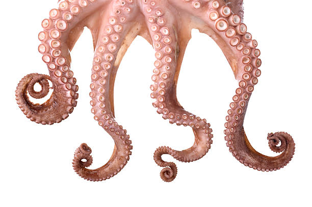 Octopus octopus calamari stock pictures, royalty-free photos & images