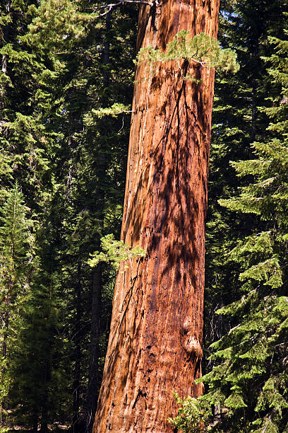 istock famous big sequoia trees are standing in Sequoia National Park 486288529