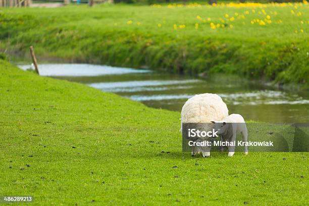 Pecore E Agnello - Fotografie stock e altre immagini di Agnello - Carne - Agnello - Carne, Acqua, Agricoltura