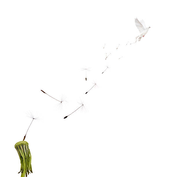 istock white dandelion seeds and flying dove 486289551
