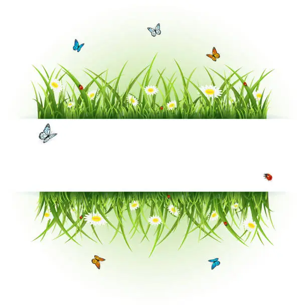 Vector illustration of Background with butterflies and ladybugs