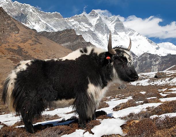 istock Yak and mount Lhotse 486289794