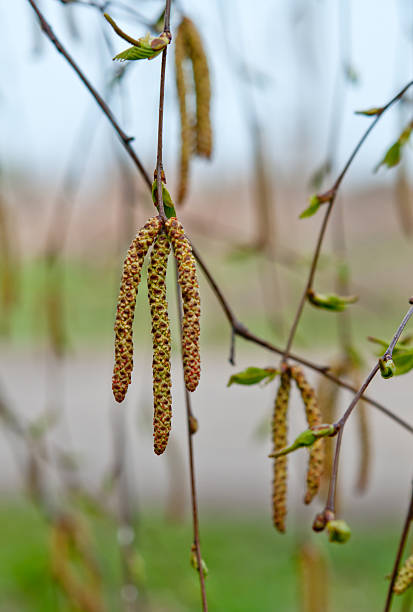 primavera de birch - forest flower aments blossom - fotografias e filmes do acervo