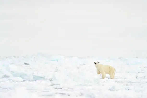 Polar Bear (Ursus maritimus) adult, walking on melting Icefloe, floe edge, Baffin Bay, Nunavut, Canada.