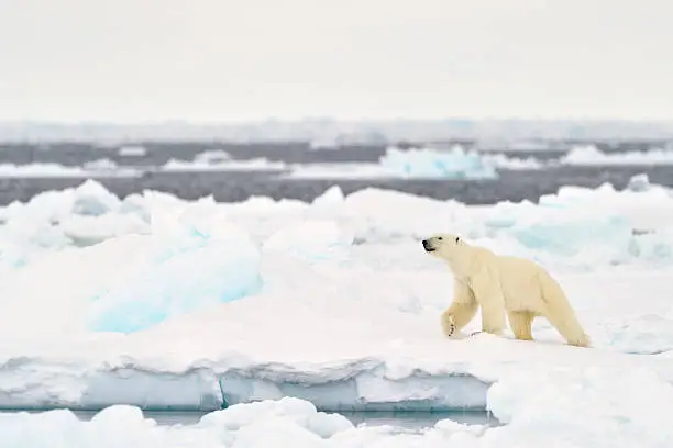 Polar Bear (Ursus maritimus) adult, walkin on melting icefloe, floe edge, Baffin Bay, Nunavut, Canada.