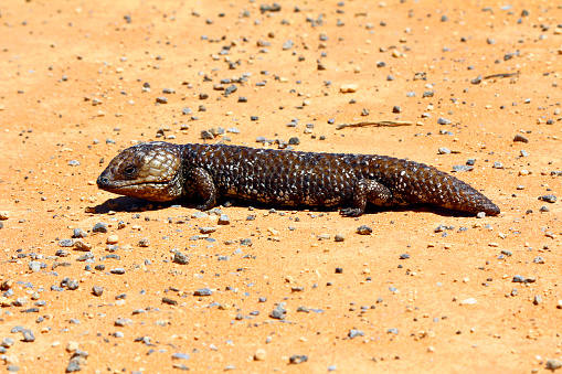 The shingleback skink or bobtail lizard, a short-tailed, slow-moving species of blue-tongued skink endemic to Australia, seen in Flinders Ranges National Park.