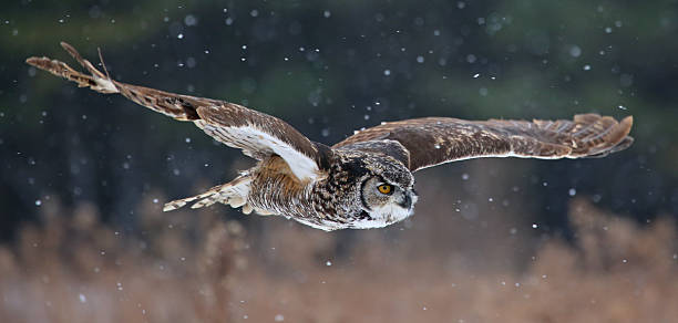 Gliding Great Horned Owl stock photo