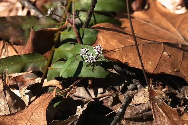 Harbinger-Of-Spring, or Salt-And-Pepper Wildflower (Erigenia bulbosa).  This wildflower is known as the harbinger of spring because it is one of the earliest forest wildflowers to bloom in the midwest U. S.