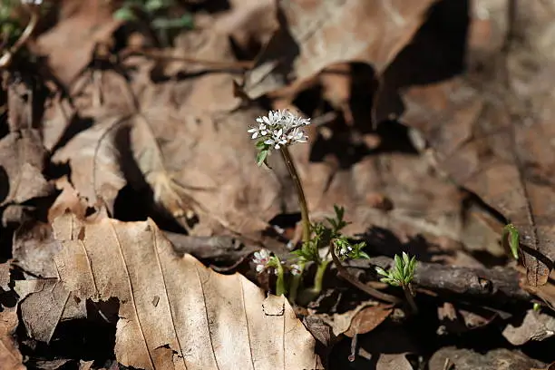 Harbinger-Of-Spring, or Salt-And-Pepper Wildflower (Erigenia bulbosa).  This wildflower is known as the harbinger of spring because it is one of the earliest forest wildflowers to bloom in the midwest U. S.