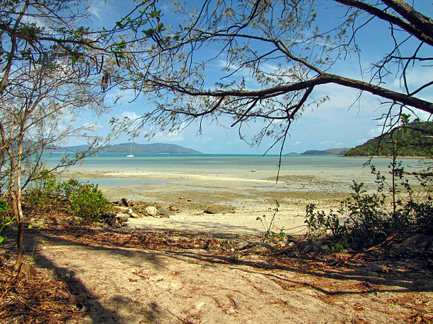 istock Tropical beach of Long Island, Australia 486291704