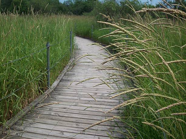 istock Boardwalk Through The Wetland 486291858