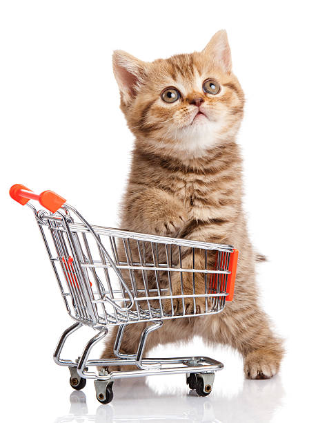 istock british cat with shopping cart isolated on white. kitten osolate 486292323