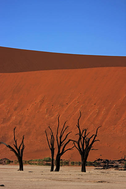 istock Namibia: Deadvlei bizarre landscape in Sossusvlei 486292697