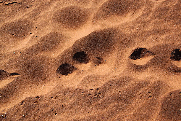 istock Namibia: Animal footprints in the sand - Namib Desert 486292985