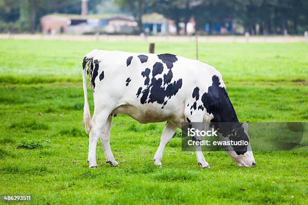 Cow In The Field Stock Photo - Download Image Now - Agriculture, Animal, Beef