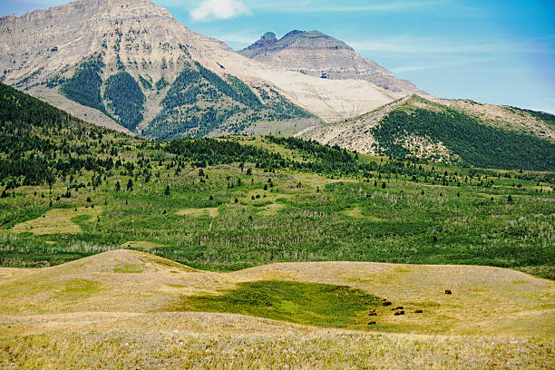 istock Small herd of bison on prarie grass- mountain background 486294702