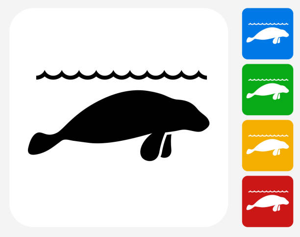 ilustraciones, imágenes clip art, dibujos animados e iconos de stock de leones marinos iconos planos de diseño gráfico - manatee