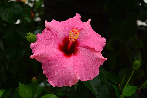 istock Beautiful pink hibiscus flower 486295200