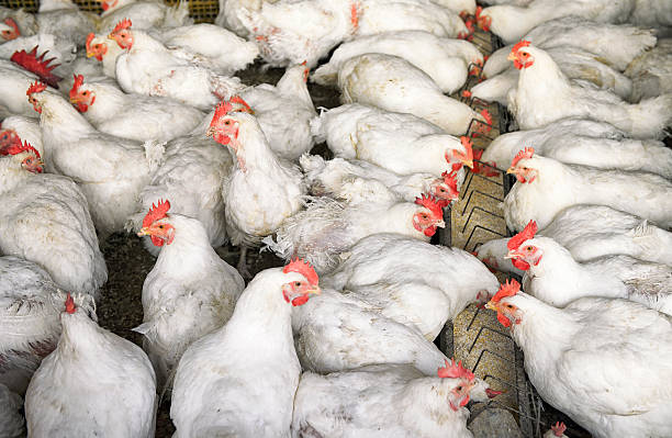 istock White Chickens in the Pen 486296308