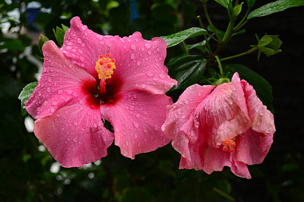 istock Beautiful pink hibiscus flower 486299832
