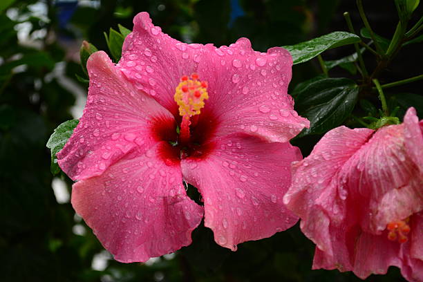 istock Beautiful pink hibiscus flower 486301882