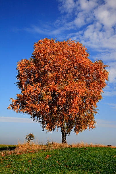 istock lonely birch tree, Betula,  in autumn colors 486302164