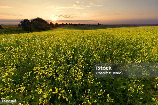 Foto de Manhã De Verão e mais fotos de stock de 2015 - 2015, Agricultura, Ajardinado