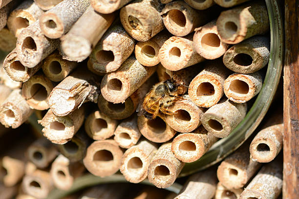 wild bee Osmia bicornis looking out of insect hotel. female.
