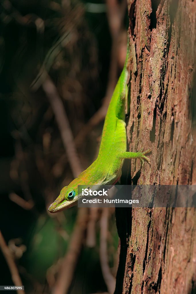 Красивый зеленый ящерицу на Ствол - Стоковые фото Анолис роялти-фри
