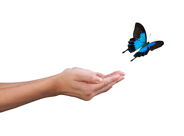 무료 합니다. - women butterfly creativity flying 뉴스 사진 이미지