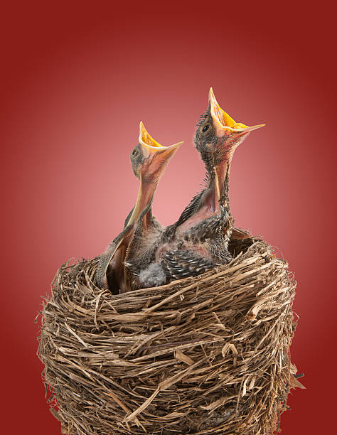 feed me, я голоден - dependency animal nest robin bird стоковые фото и изображения