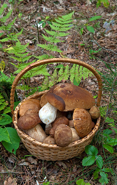 istock porcini in basket 486307910