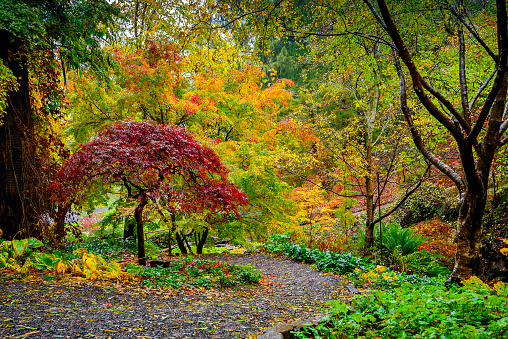 Peaceful scene of autumn in the park