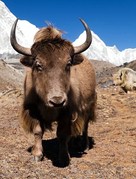 istock Yak on the way to Everest base camp 486308262