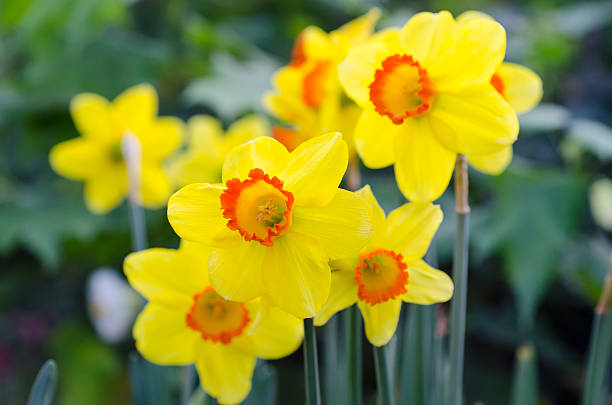 istock Beautiful Yellow Daffodil Flowers 486308297