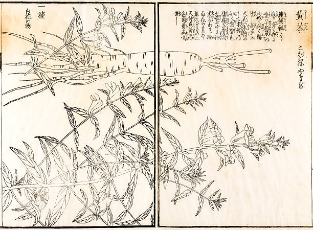 istock Medicinal plant, 19 century Japanese botanical illustration 486308412