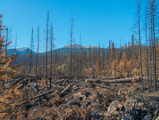 istock Burnt trees at the rocky mountain 486308872