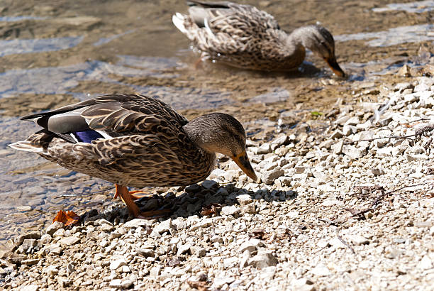 istock Duck in Fusine Lake 486309401