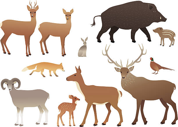 Forest animals vector art illustration