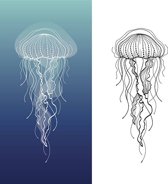 illustrazioni stock, clip art, cartoni animati e icone di tendenza di jellyfish1 - jellyfish