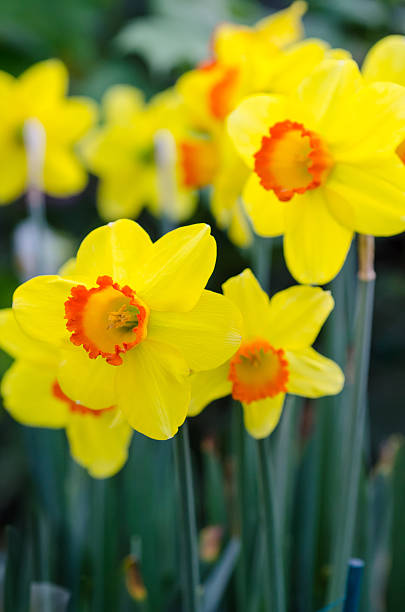 istock Beautiful Yellow Daffodil Flowers 486310265