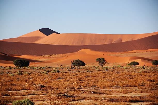 istock Namibia: Trees and Red Dunes in the Namib Desert 486310661