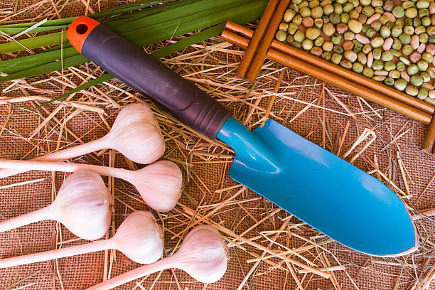istock White garlic bulbs and cloves, gardening scoop 486310732