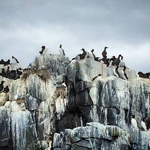 istock Birds on the farne islands 486311084