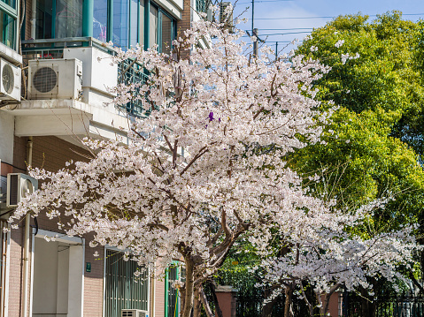 Spring flowers series, Beautiful Cherry blossom , white sakura flower in Wuhan University