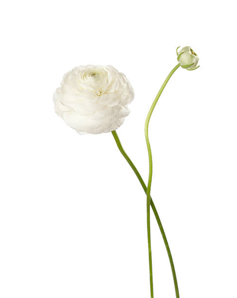 Ranunculus Ranunculus  isolated on white. buttercup family stock pictures, royalty-free photos & images