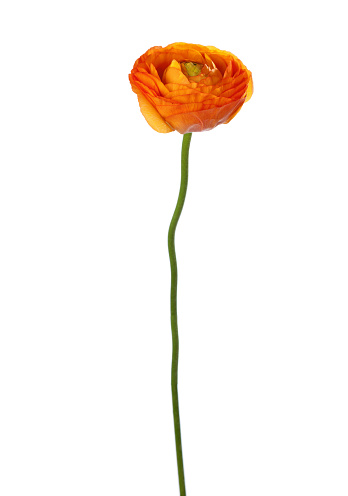 Orange  flower isolated on white. Ranunculus